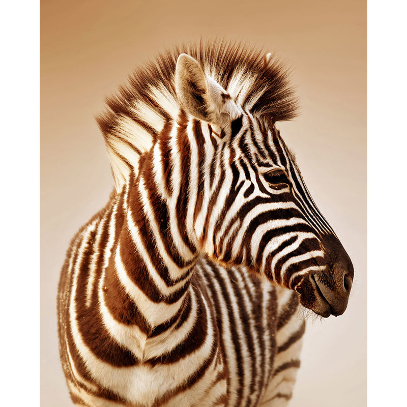 Contemporary Africa Zebra Mural Decal Pastel Color Natural Animals Wall Covering Clearhalo 'Wall Decor' 'Wall Mural' 1647512