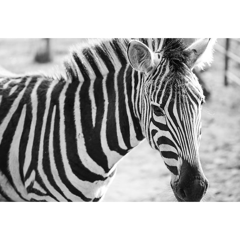 Modern Zebra Wall Mural Non-Woven Water-Proof Light Color Wall Art for Boys Bedroom Clearhalo 'Wall Decor' 'Wall Mural' 1647647