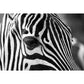 Modern Zebra Wall Mural Non-Woven Water-Proof Light Color Wall Art for Boys Bedroom Clearhalo 'Wall Decor' 'Wall Mural' 1647652