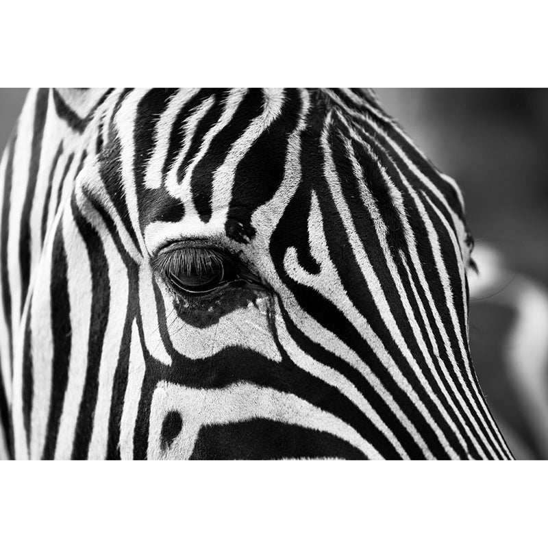 Modern Zebra Wall Mural Non-Woven Water-Proof Light Color Wall Art for Boys Bedroom Clearhalo 'Wall Decor' 'Wall Mural' 1647652