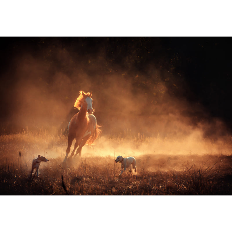 Running Horse and Sunset Mural Decal for Boys Bedroom Animals Wall Decor, Custom Clearhalo 'Wall Decor' 'Wall Mural' 1648186