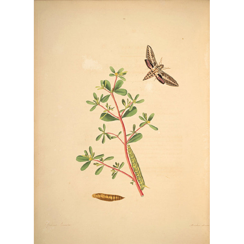 Extra Large Botanical Mural Beige Non-Woven Wall Art for Home Decor, Personalised Clearhalo 'Wall Decor' 'Wall Mural' 1699509