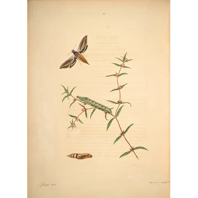 Extra Large Botanical Mural Beige Non-Woven Wall Art for Home Decor, Personalised Clearhalo 'Wall Decor' 'Wall Mural' 1699514