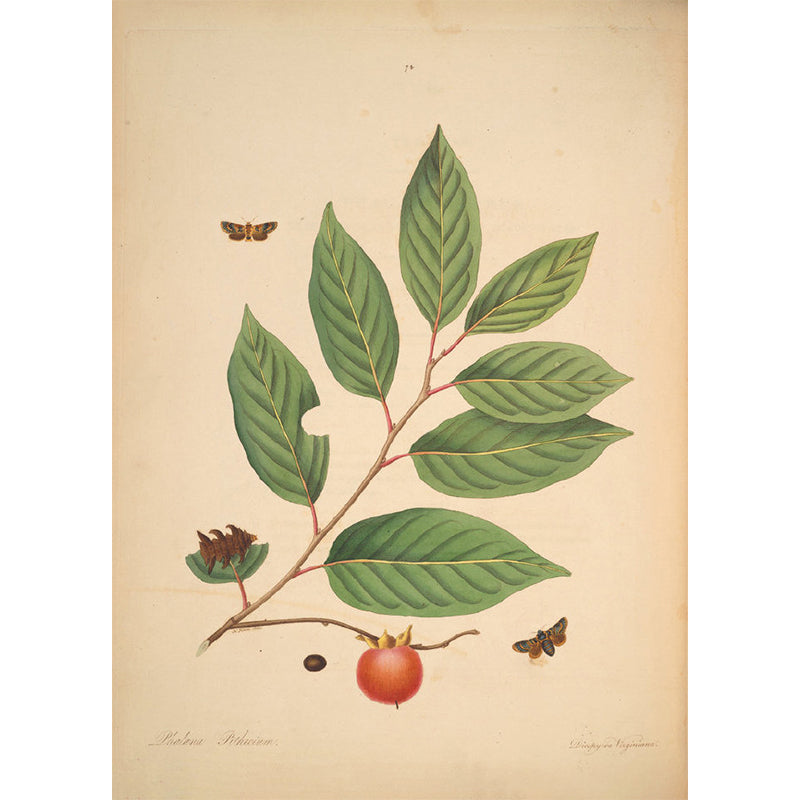 Huge Tree Branch Mural for Bedroom Botanical Wall Decor in Beige, Stain Resistant Clearhalo 'Wall Decor' 'Wall Mural' 1699549