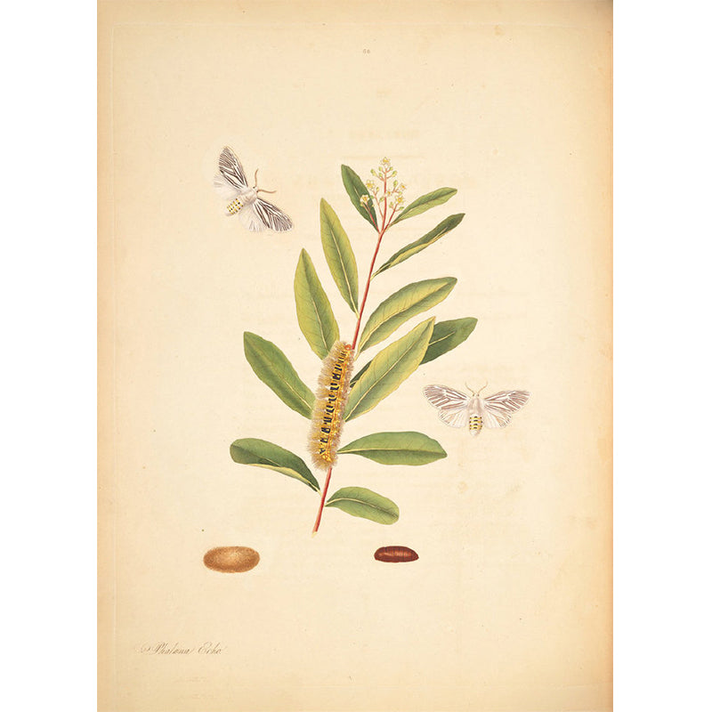 Huge Tree Branch Mural for Bedroom Botanical Wall Decor in Beige, Stain Resistant Clearhalo 'Wall Decor' 'Wall Mural' 1699559