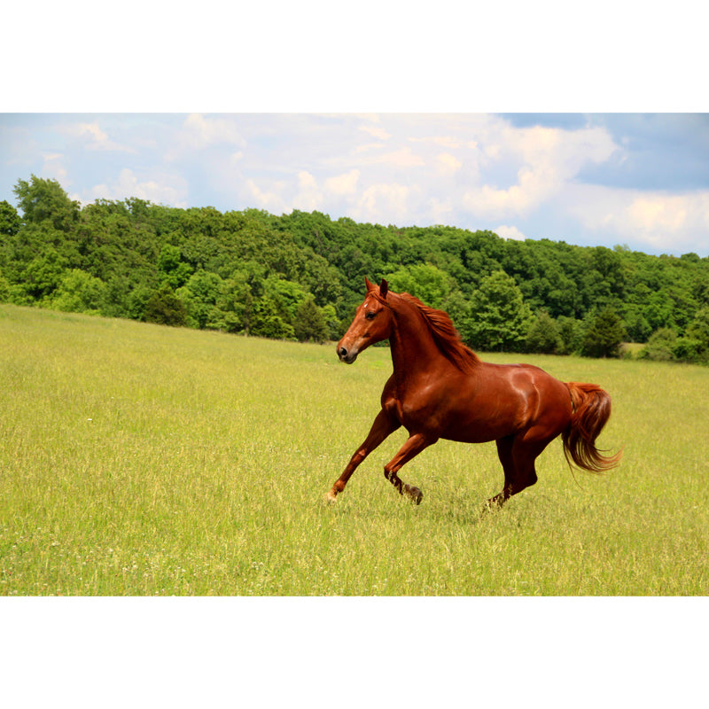 Contemporary Steed Wall Covering Mural in Dark Color Animal Wall Decor for Boys Bedroom Clearhalo 'Wall Decor' 'Wall Mural' 1757545