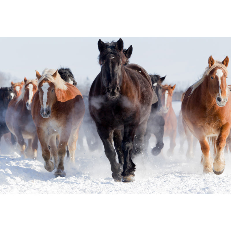 Horse Mural Wallpaper Dark Color Modern Style Wall Covering for Boys Room, Custom Size Clearhalo 'Wall Decor' 'Wall Mural' 1757580