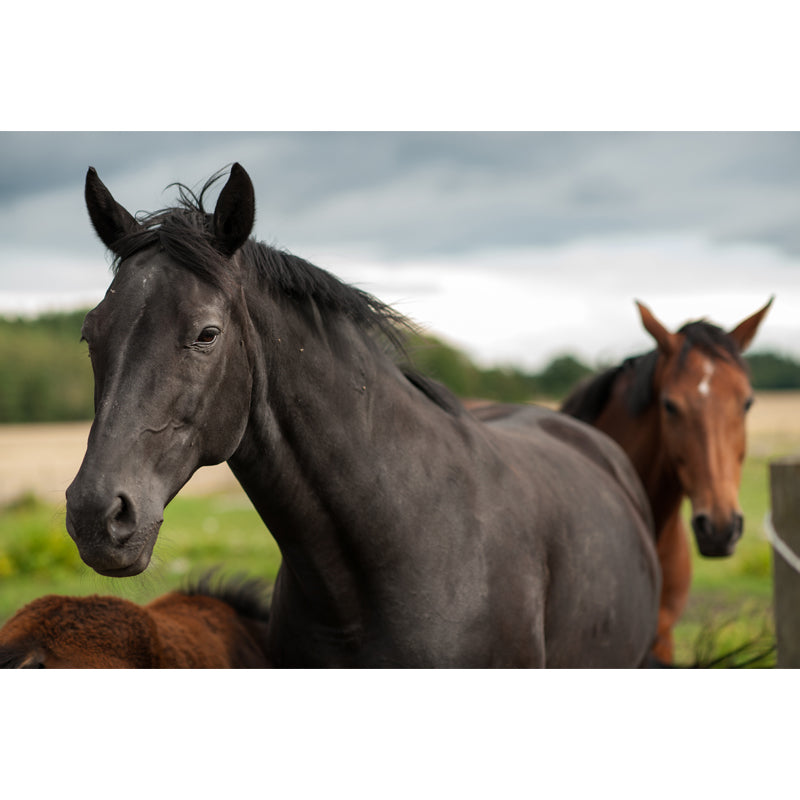 Horse Mural Wallpaper Dark Color Modern Style Wall Covering for Boys Room, Custom Size Clearhalo 'Wall Decor' 'Wall Mural' 1757590