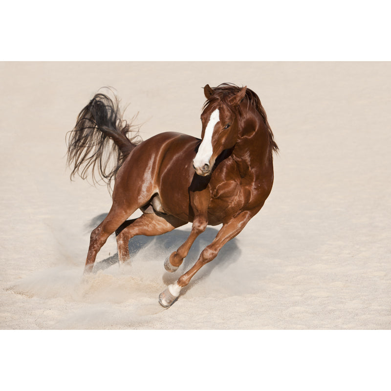 Photography Steed Wall Mural Decal Giant Wall Decor for Living Room, Made to Measure Clearhalo 'Wall Decor' 'Wall Mural' 1757605