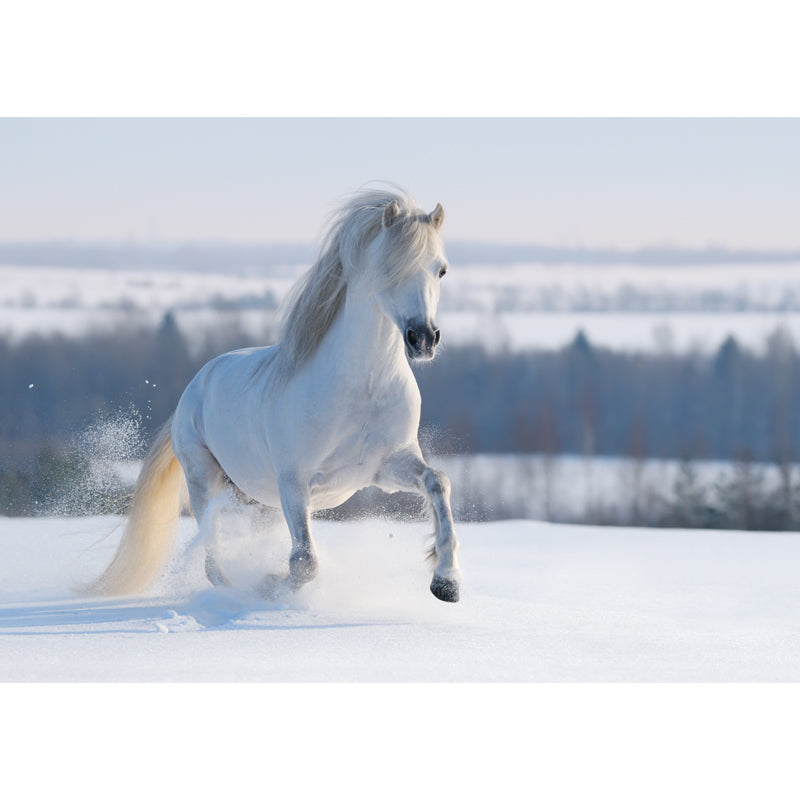 Photography Steed Wall Mural Decal Giant Wall Decor for Living Room, Made to Measure Clearhalo 'Wall Decor' 'Wall Mural' 1757620