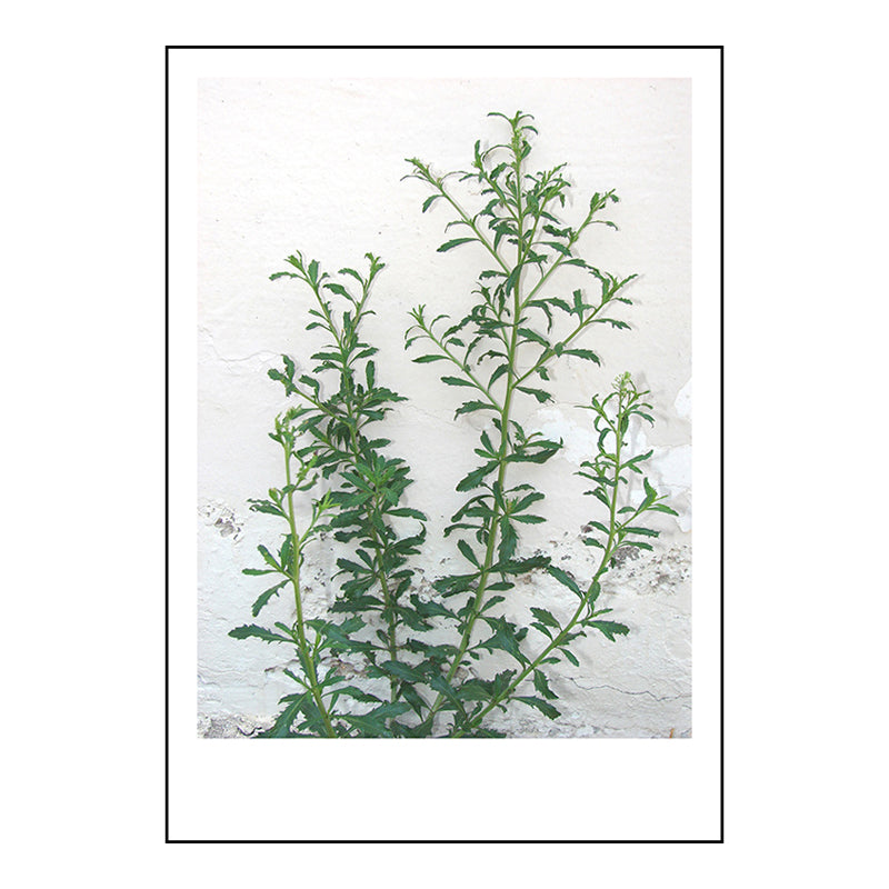 Modern Style Wall Art Print Light Color Botanical Painting, Multiple Sizes Available Clearhalo 'Art Gallery' 'Canvas Art' 'Contemporary Art Gallery' 'Modern' Arts' 1763372