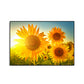 Modern Photographs Sunflower Art Print Bright Textured Wall Decor for Kids Bedroom Clearhalo 'Art Gallery' 'Canvas Art' 'Contemporary Art Gallery' 'Modern' Arts' 1765252