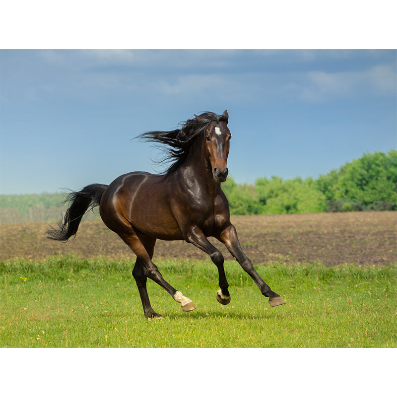 Extra Large Steed Mural Soft Color Non-Woven Wall Art for Home Decor, Custom Printed Clearhalo 'Wall Decor' 'Wall Mural' 1784511