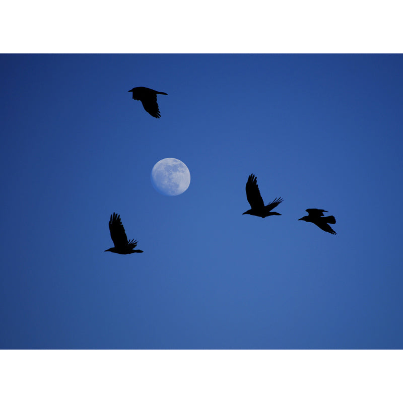 Custom Photography Modern Wall Mural with Eagle and Moon on Sky Pattern, Blue-Black Clearhalo 'Wall Decor' 'Wall Mural' 1784914