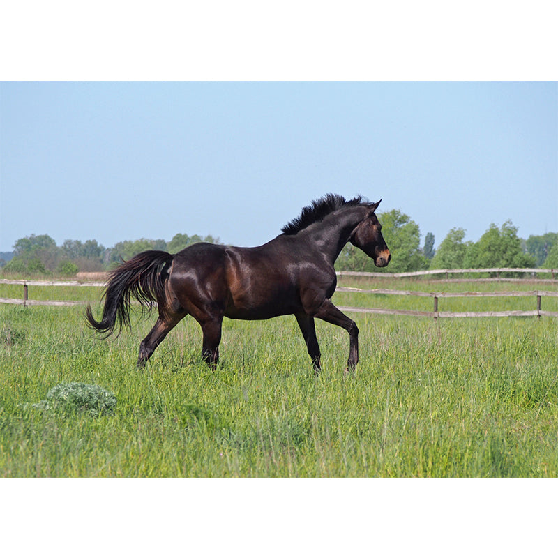 Pastel Color Running Horse Mural Wallpaper Animals Contemporary Stain-Proof Wall Art Clearhalo 'Wall Decor' 'Wall Mural' 1785175