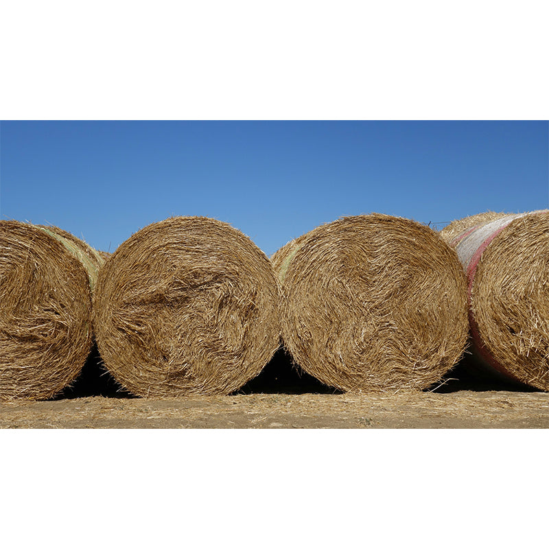 Photo Print Straws Wall Mural Decal for Dining Room, Light Color, Custom Size Available Clearhalo 'Wall Decor' 'Wall Mural' 1864514