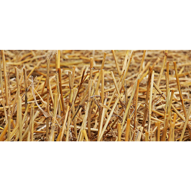 Photo Print Straws Wall Mural Decal for Dining Room, Light Color, Custom Size Available Clearhalo 'Wall Decor' 'Wall Mural' 1864524