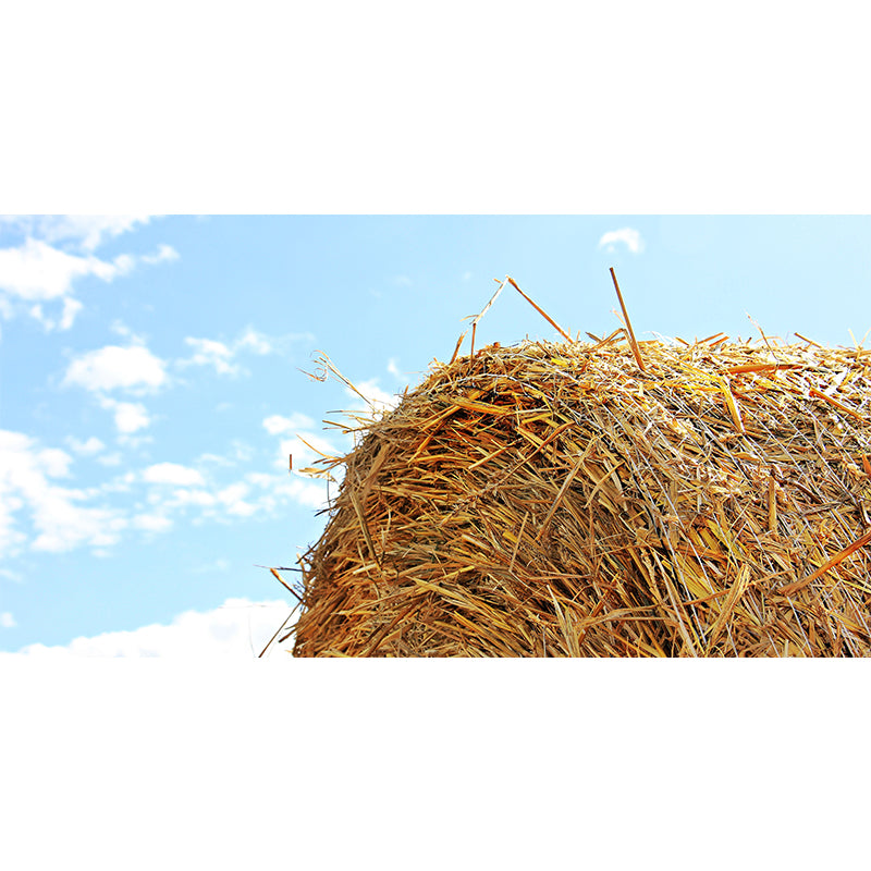 Photo Print Straws Wall Mural Decal for Dining Room, Light Color, Custom Size Available Clearhalo 'Wall Decor' 'Wall Mural' 1864529