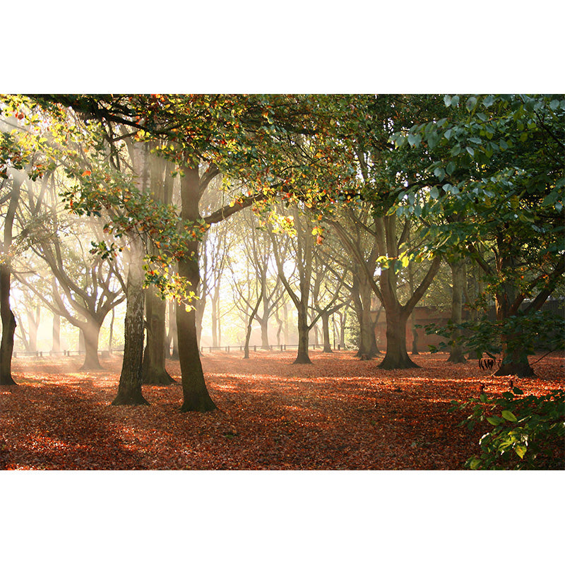 Photographic Misty Forest Wall Mural Big Wall Decor for House Interior, Custom Size Clearhalo 'Wall Decor' 'Wall Mural' 1895886