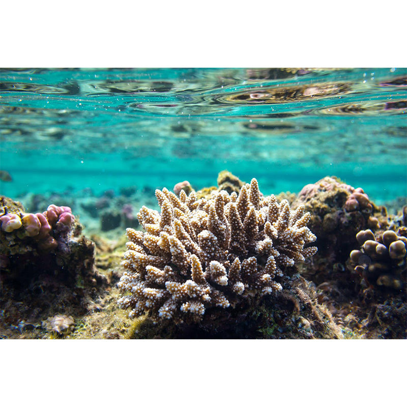 Bright Tropix Wall Paper Mural Large World Beneath the Ocean Surface Wall Decor for Room Clearhalo 'Wall Decor' 'Wall Mural' 1896061