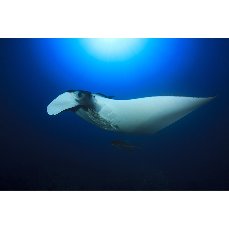 Bright Tropix Wall Paper Mural Large World Beneath the Ocean Surface Wall Decor for Room Clearhalo 'Wall Decor' 'Wall Mural' 1896081