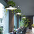 Square Restaurant Ceiling Pendant Nordic Acrylic Black/White/Blue LED Hanging Lamp Kit with Plant Container, 16"/19.5" W Black Clearhalo 'Art Deco Pendants' 'Black' 'Cast Iron' 'Ceiling Lights' 'Ceramic' 'Crystal' 'Industrial Pendants' 'Industrial' 'Metal' 'Middle Century Pendants' 'Pendant Lights' 'Pendants' 'Rustic Pendants' 'Tiffany' Lighting' 1909626