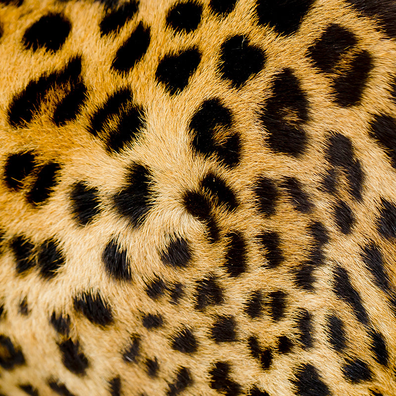 Full Size Photography Modern Mural Wallpaper with Animal Skin Pattern in Light Color Clearhalo 'Wall Decor' 'Wall Mural' 1957304