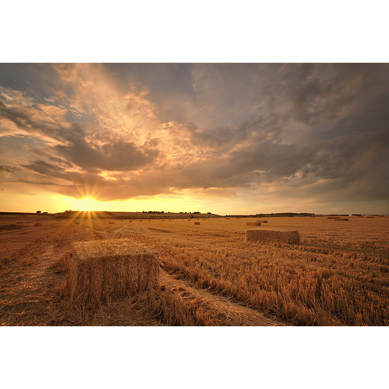 Cornfield Scenery Mural Wallpaper Pastel Color Modern Wall Covering for Drawing Room Clearhalo 'Wall Decor' 'Wall Mural' 1957494