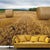 Relaxing Cornfield View Mural Wallpaper Pastel Color Modern Wall Covering for Drawing Room Dark Brown Clearhalo 'Wall Decor' 'Wall Mural' 1957557