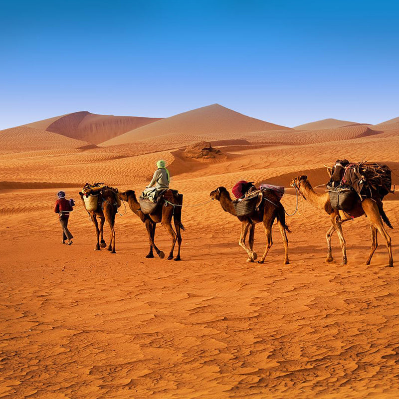 Custom Photo Print Modern Mural with Ship of the Desert Camel Pattern in Nature Color Clearhalo 'Wall Decor' 'Wall Mural' 2009401