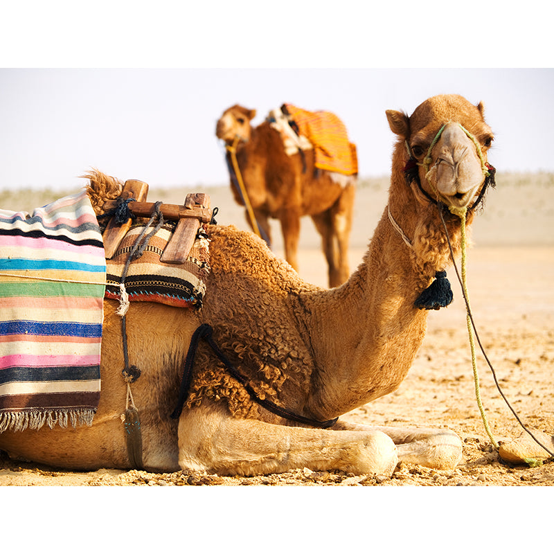 Photographic Camel Mural Full Size Wall Covering for Living Room, Made to Measure Clearhalo 'Wall Decor' 'Wall Mural' 2009521