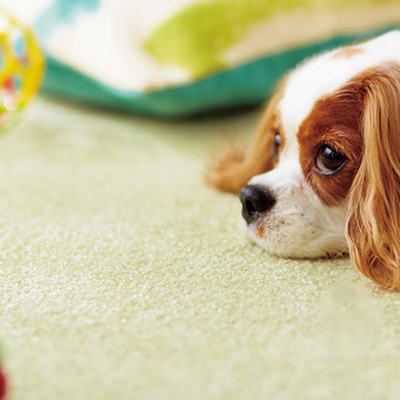 Home Indoor Carpet Tiles Indoor Solid Color Stain Resistant Carpet Tiles Clearhalo 'Carpet Tiles & Carpet Squares' 'carpet_tiles_carpet_squares' 'Flooring 'Home Improvement' 'home_improvement' 'home_improvement_carpet_tiles_carpet_squares' Walls and Ceiling' 7318848