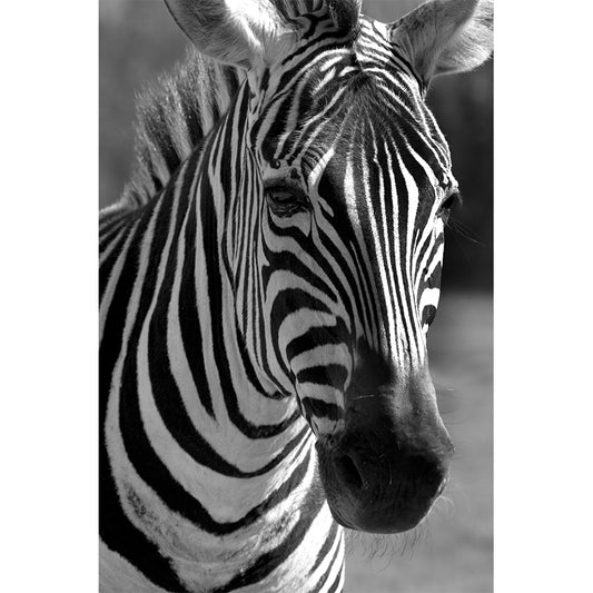 Zebra Mural Wallpaper Black and White Minimalist Wall Art for Living Room Clearhalo 'Wall Decor' 'Wall Mural' 990358
